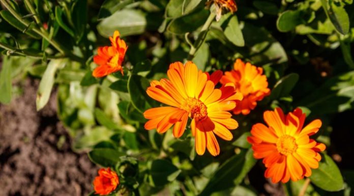 A körömvirág gondozása és előnyei, ha kutyát tartunk körömvirág