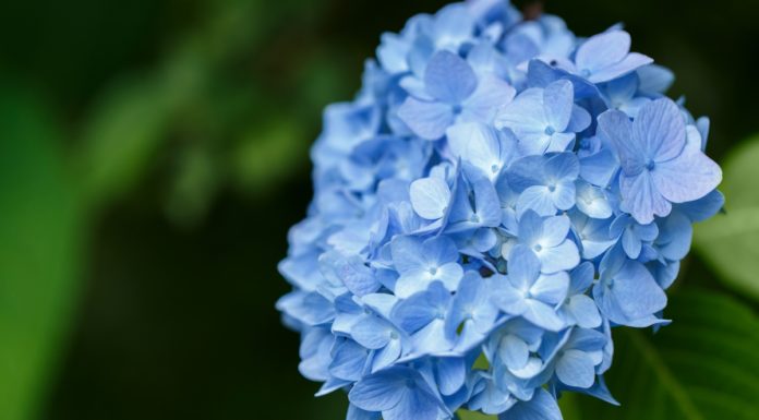 Ültess hortenziát! hortenzia ültetése