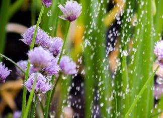 Az öntözéstechnika jövője! öntözéstechnika