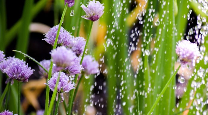 Az öntözéstechnika jövője! öntözéstechnika