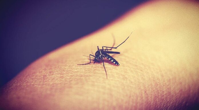 Tetőablak szúnyogháló – stabil védelem a nyári hónapokra