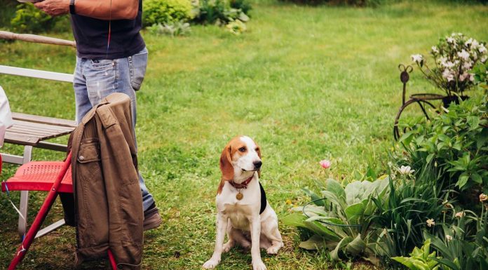 Top 5 kutyabarát növény kutyabarat_novenyek_kert_grill-min