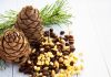 Fenyőmag: A természet kis kincse fenyőmag