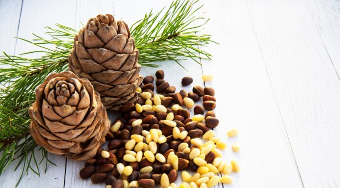 Fenyőmag: A természet kis kincse fenyőmag