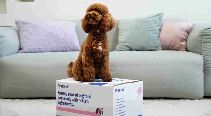 5 hiba, amit sok gazdi elkövet, pedig nem tesz jót a kutyáknak kutya a dobozon ül