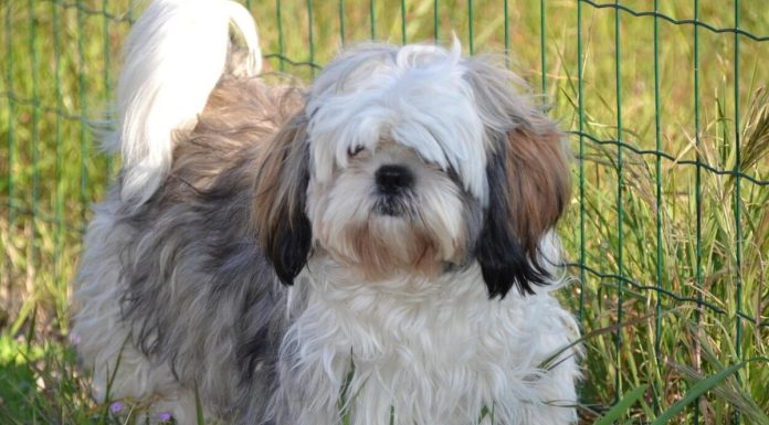 Shih tzu: a kedves lakótárs a hétköznapokra kutya