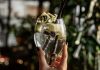 Hogyan lehet teljesen átlátszó egy tejes koktél? A milk punch különös kémiája koktél